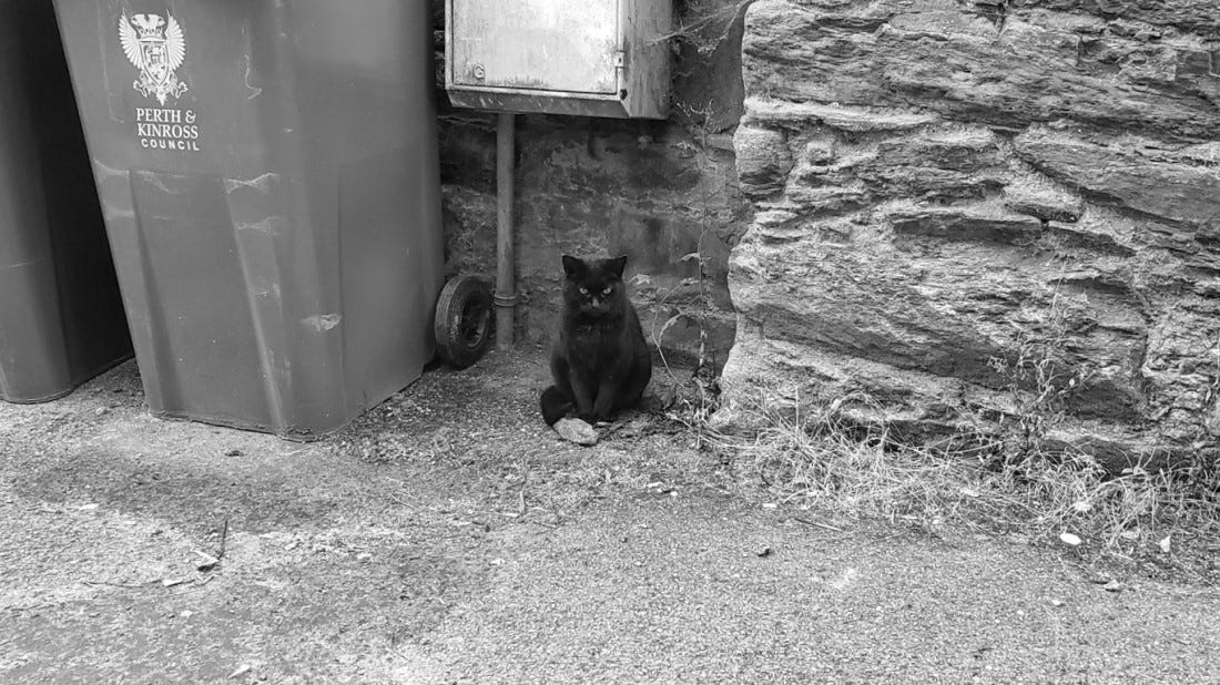 A black cat sits next to a wheelie bin in an alleyway, staring at the camera with haughty disdain