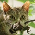 domestic cat satisfying hunter urges