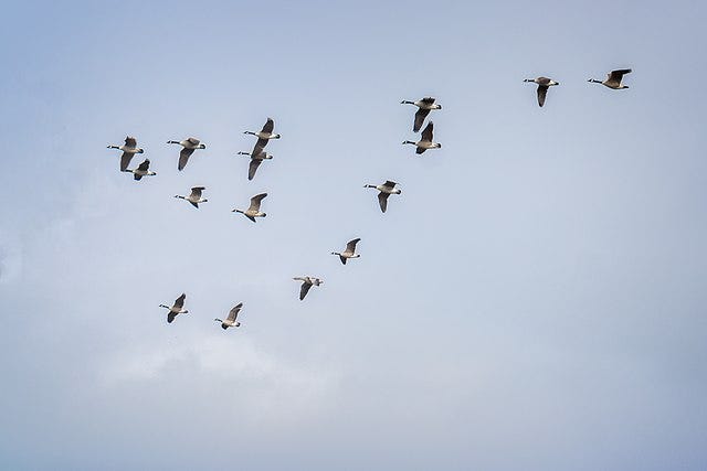 https://upload.wikimedia.org/wikipedia/commons/thumb/5/58/British_Wildlife_Centre_Apr_2015_-_Geese_%2817169605088%29.jpg/640px-British_Wildlife_Centre_Apr_2015_-_Geese_%2817169605088%29.jpg