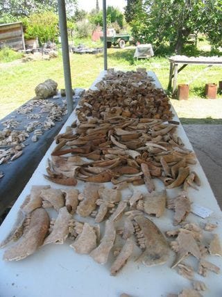 Cattle bones from Corinth