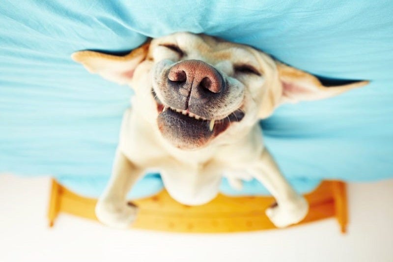 Why Does My Dog Sleep On Their Back? | Petbarn