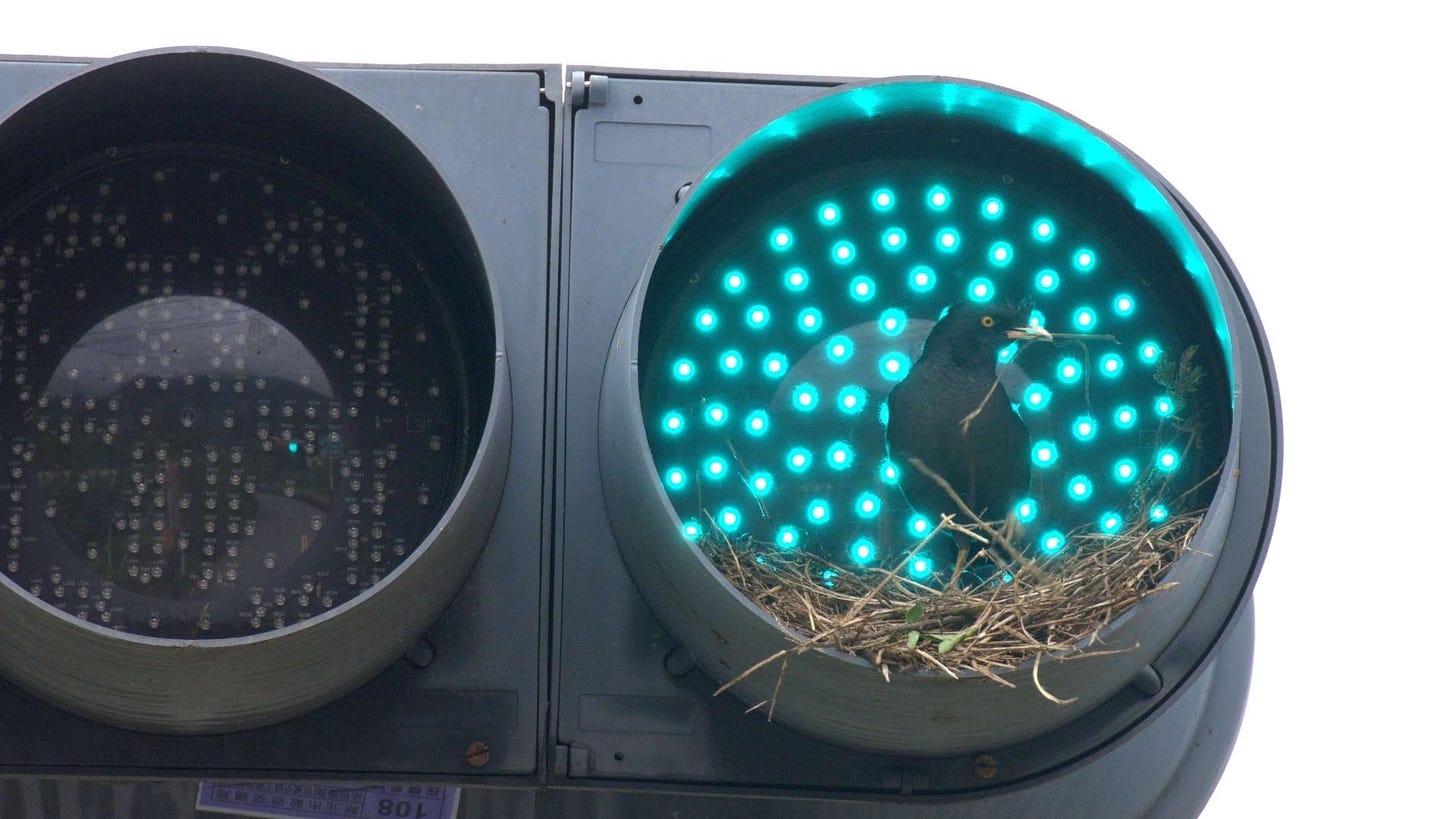 在紅綠燈裡的鳥巢