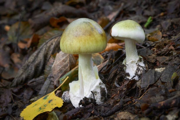 Amanita phalloides Amanita phalloides poisonous ang dangerous mushroom, commonly known as the death cap amanita phalloides stock pictures, royalty-free photos & images