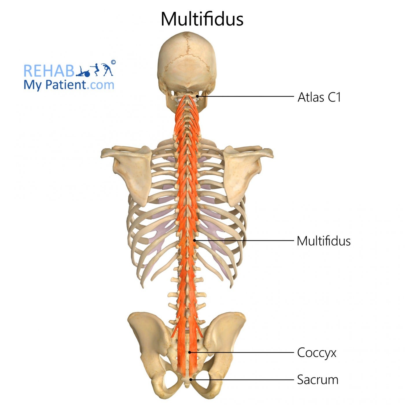 Multifidus | Rehab My Patient