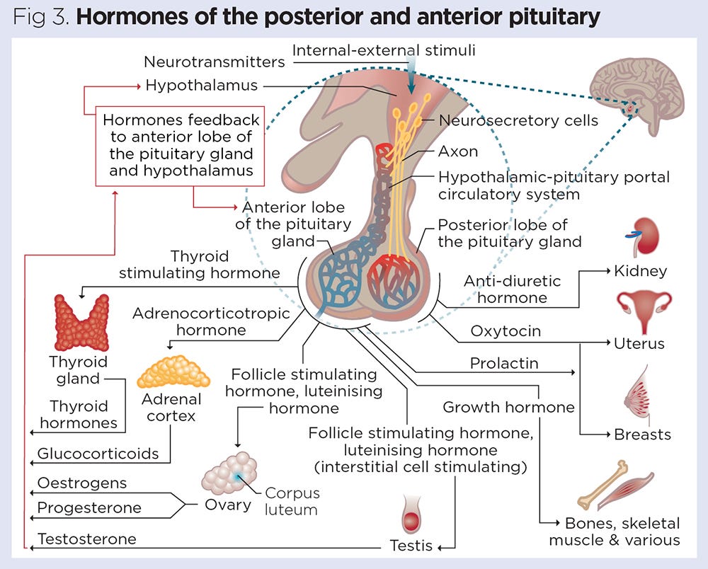 https://cdn.ps.emap.com/wp-content/uploads/sites/3/2021/05/Fig-3-Hormones-of-the-posterior-and-anterior-pituitary.jpg