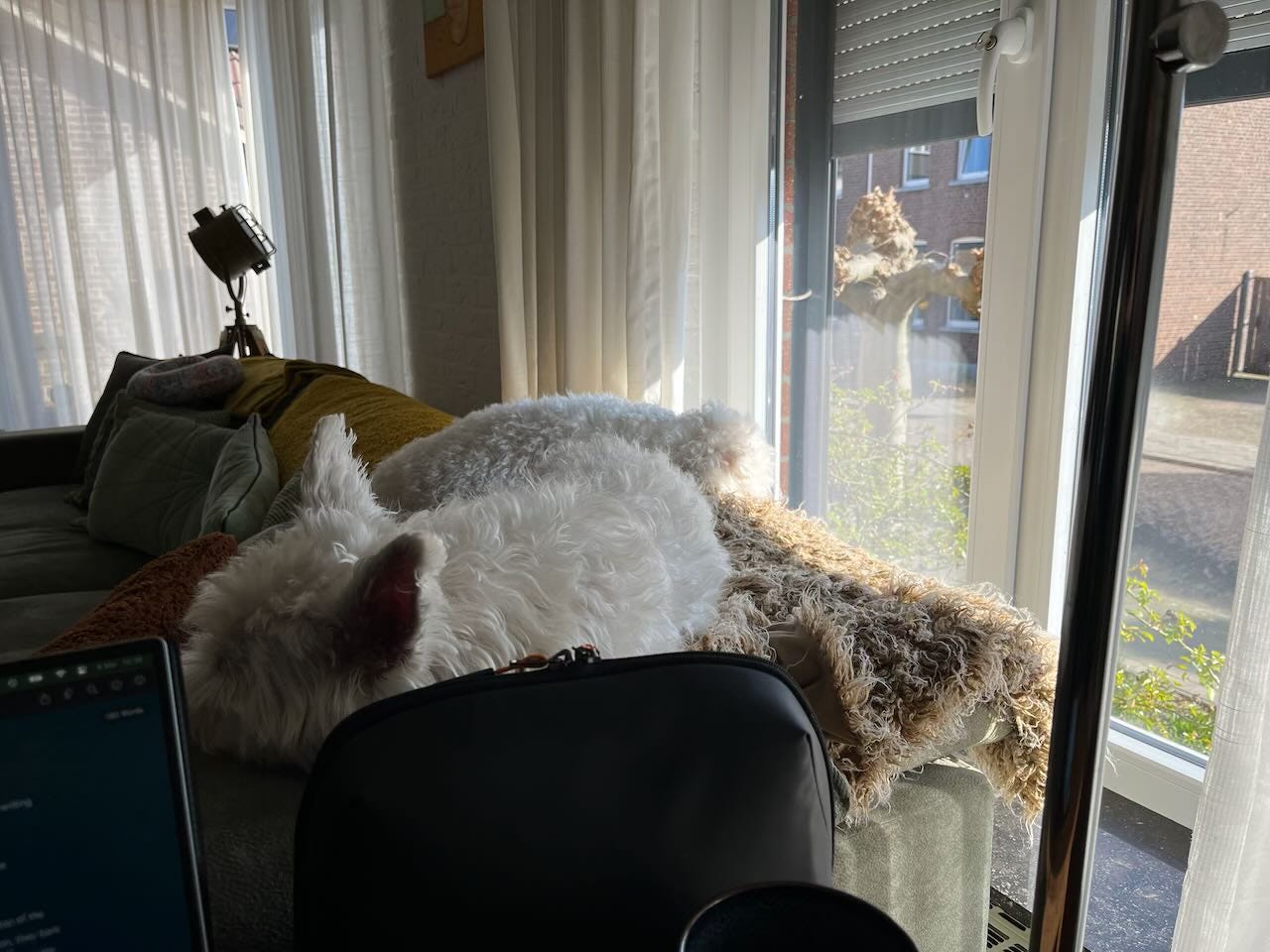 This is a photo taken from an indoor perspective of fluffy white dogs lying comfortably on a shaggy throw blanket placed on top of a grey sofa. The dogs are enjoying naps, bathed in sunlight filtering through sheer white curtains.