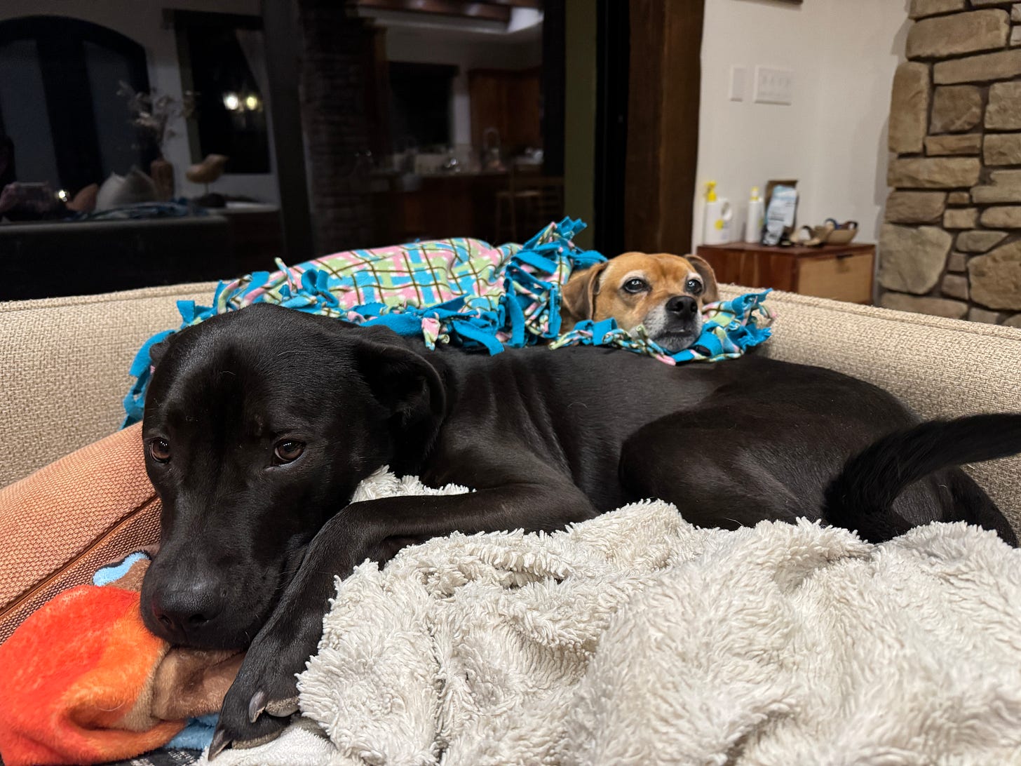 A small brown dog rests his head on a larger black dog. They are laying on a couch on top of several soft blankets.