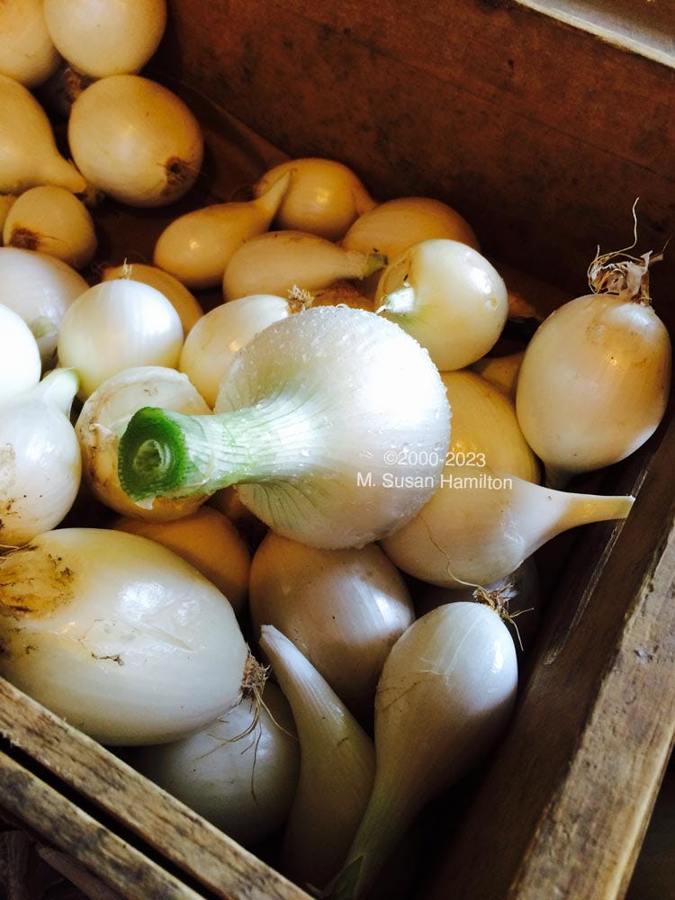 Organic chopped onions