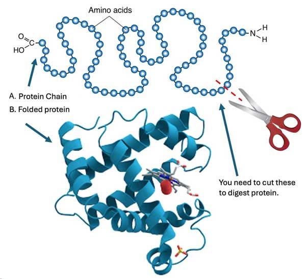 protein digestion