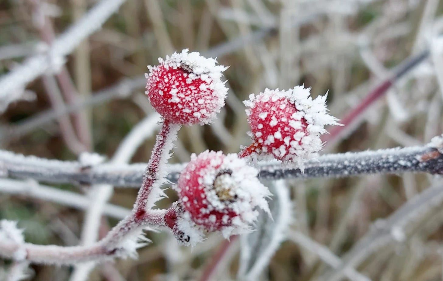 Close-up of rose hips covered with hoarfrost