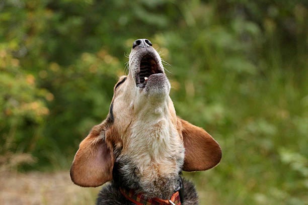 Howling Beagle A photograph of a Beagle howling. barking dog stock pictures, royalty-free photos & images