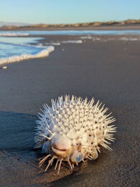 a long-spine porcupine fish in the sand, further from the water