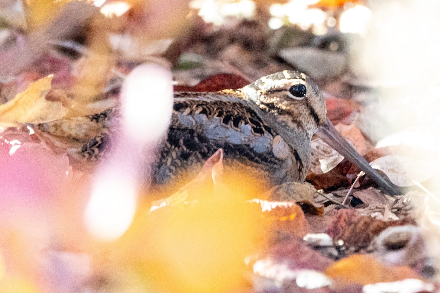 An American woodcock sits in leaf debris under a bush