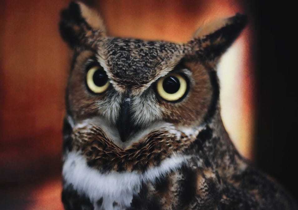 shallow focus photo of brown and white owl shallow focus photo of brown and white owl
