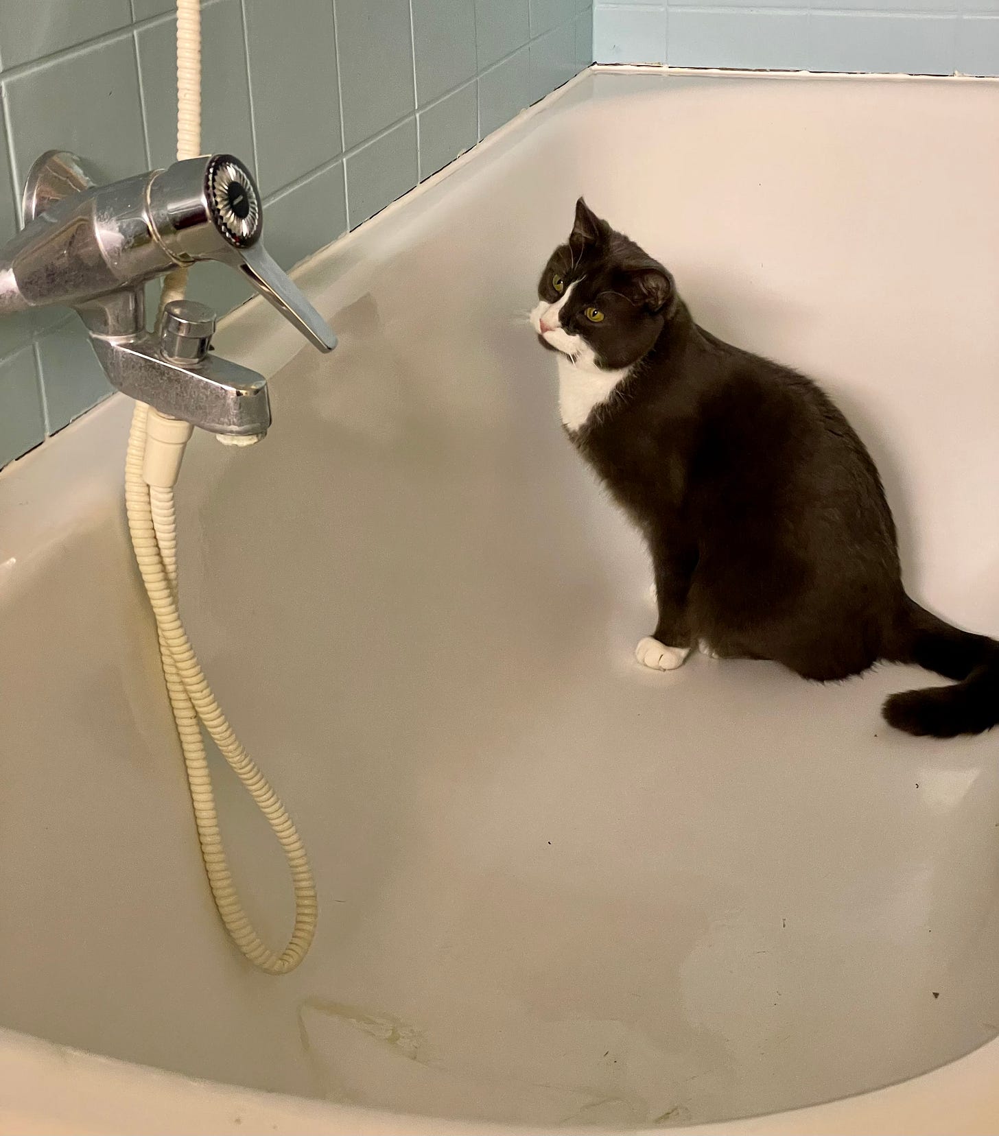 A grey tuxedoed cat in a bath tub