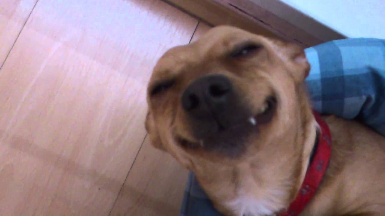 Funny smiling dog - Our PUNTA from Slovakia :) - YouTube