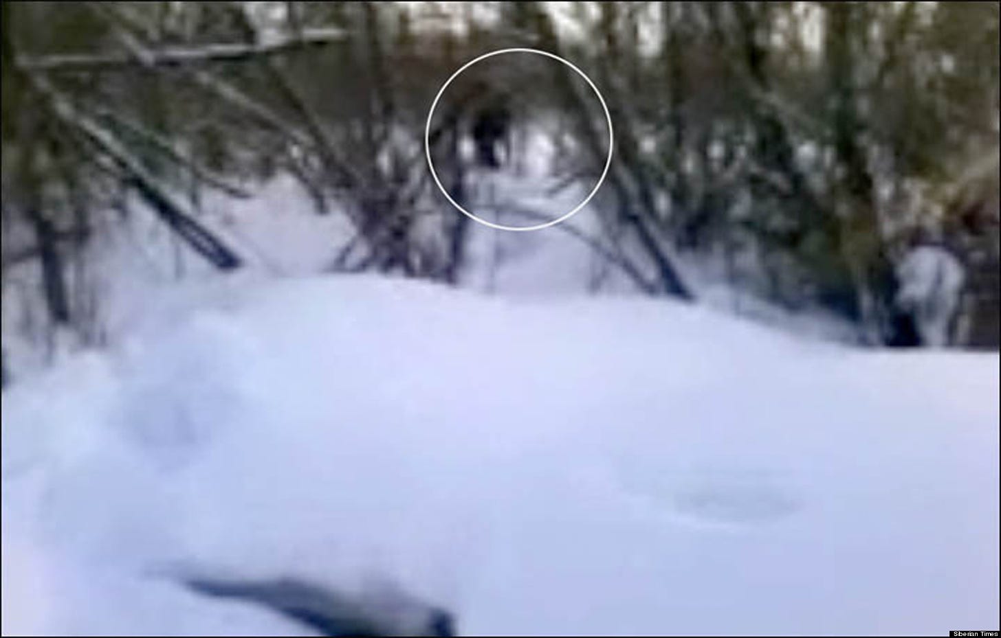 Yeti & Baby Footage In Siberia Is Real, Says Abominable Snowman ...