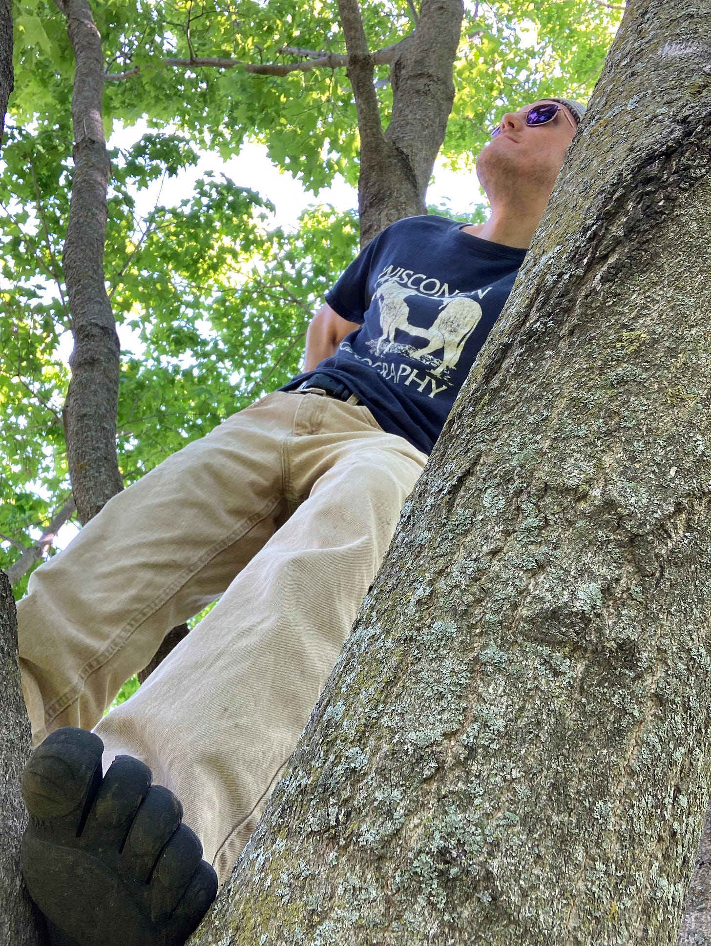 The author, photographed from below, standing in a tree