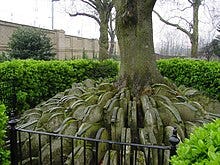 "The Hardy Tree", a Great Tree of London in Old St Pancras churchyard in London, growing between gravestones moved while Hardy was working there. The tree fell in December 2022.