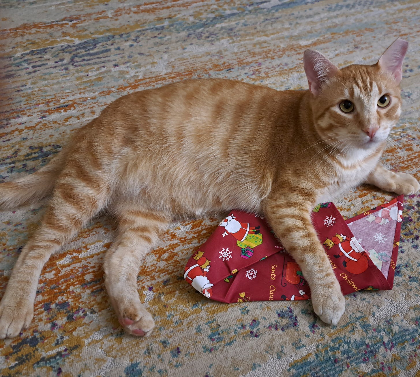 Latte, an orange tabby, holding a Christmas scarf 