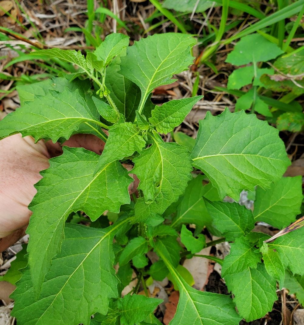 Solanum nigrum [foliage variation] 20221128_130017 sml.jpg