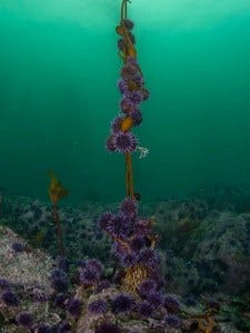 Purple urchins consume a kelp stalk, eliminating kelp forests.