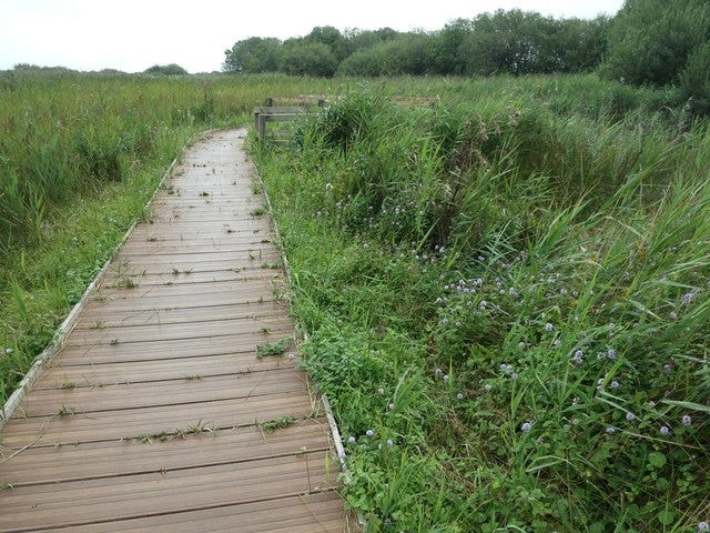 Boardwalk on the Meadow trail, RSPB Titchwell