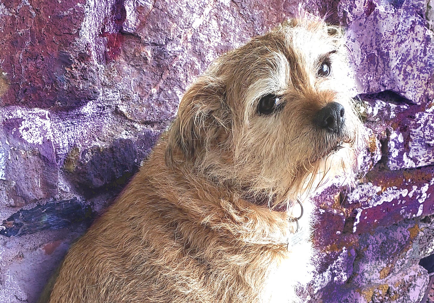 Sad-looking Border Terrier looking at the cameral in front of a purple stone wall