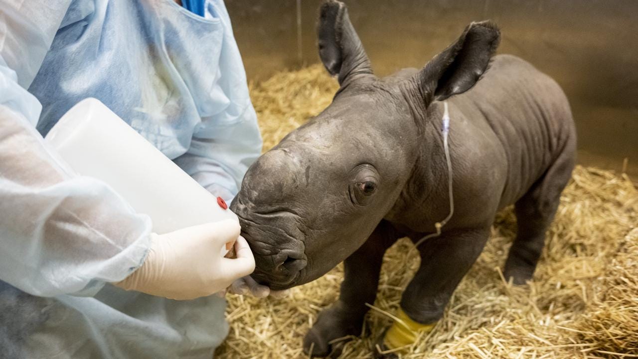 The unnamed Southern white rhino calf died late on Saturday night.
