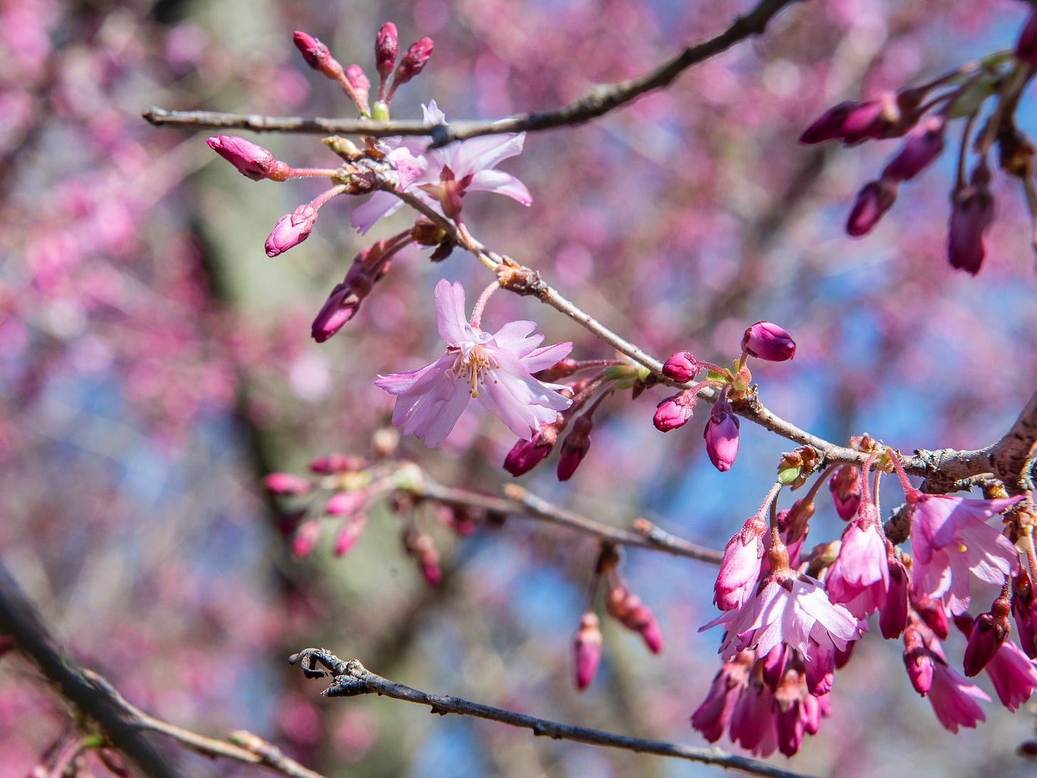 ID: Up close photo of bright pink cherry blossoms just starting to bloom