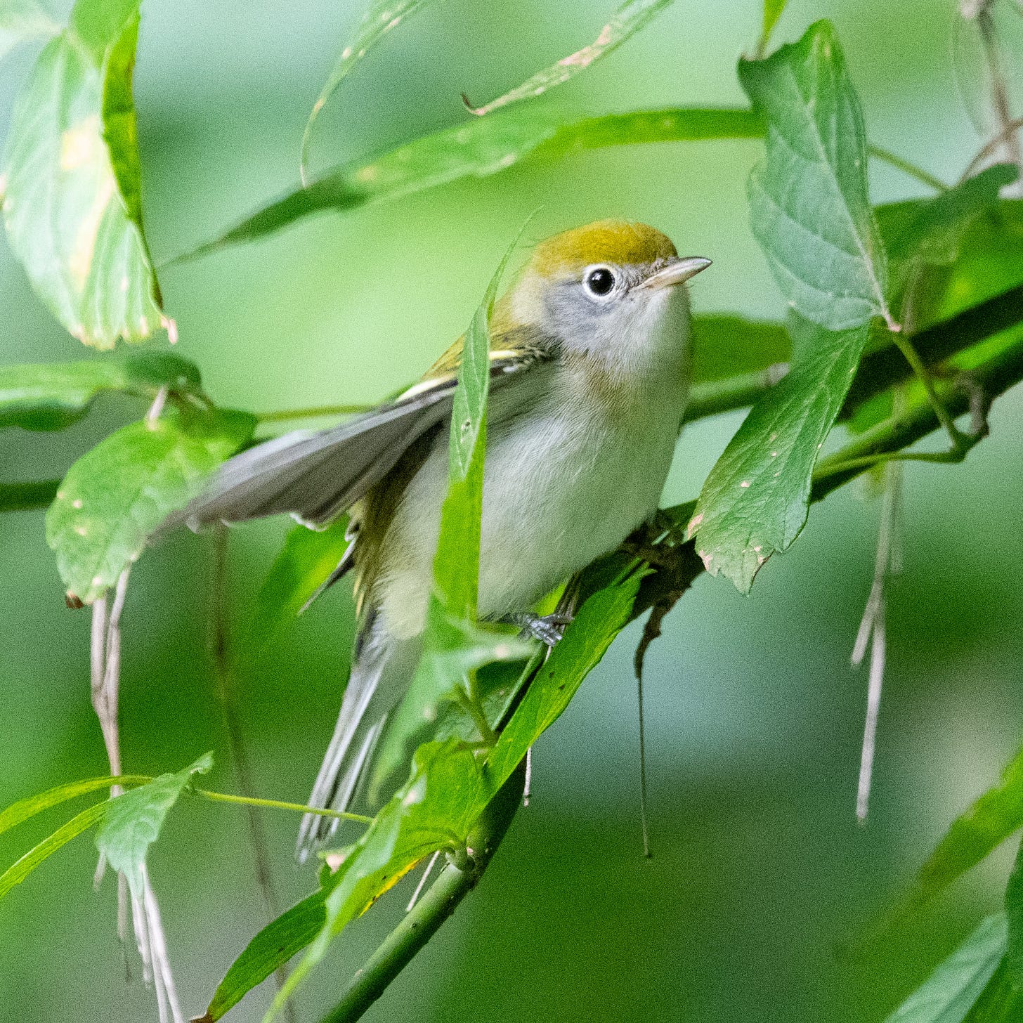 A small bird with a green cap, a gray face, and a white breast stretches its wings