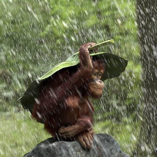 r/redscarepod - orangutans wait for the rain to end like humans do