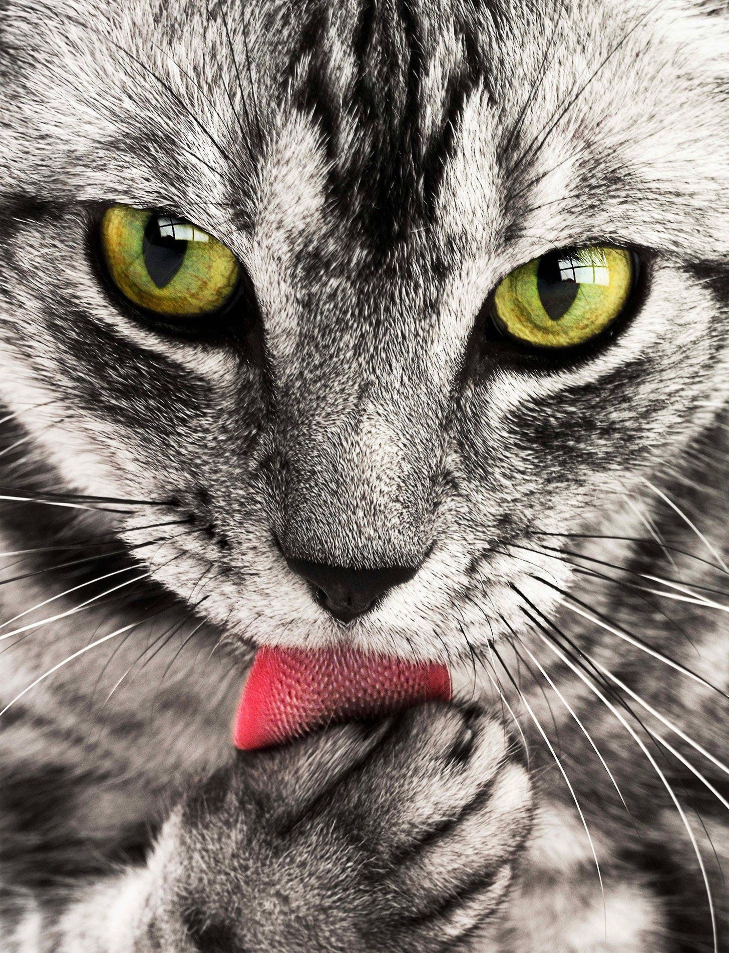 A grey tabby cat, with green eyes, is sticking its tongue out, touching it with its paw, and giving intense eye-contact.