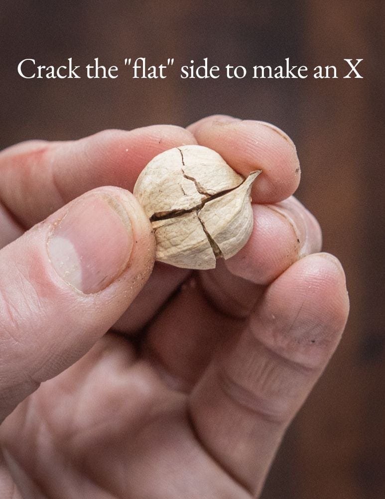 Cracking foraged shagbark hickory nuts illustrating how to look for an X in the shell when cracking. 