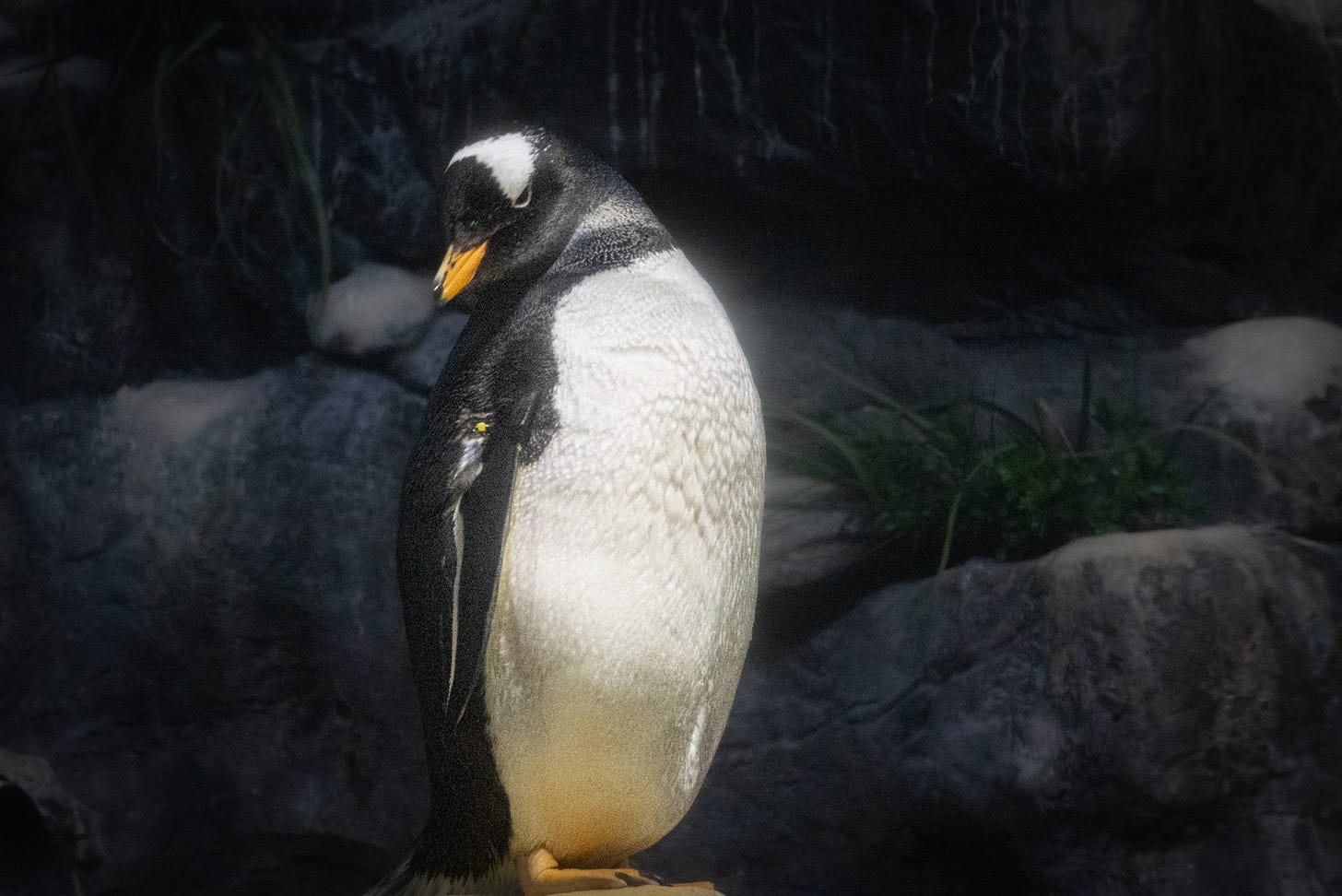 A penguin stands with his head looking down to the left.