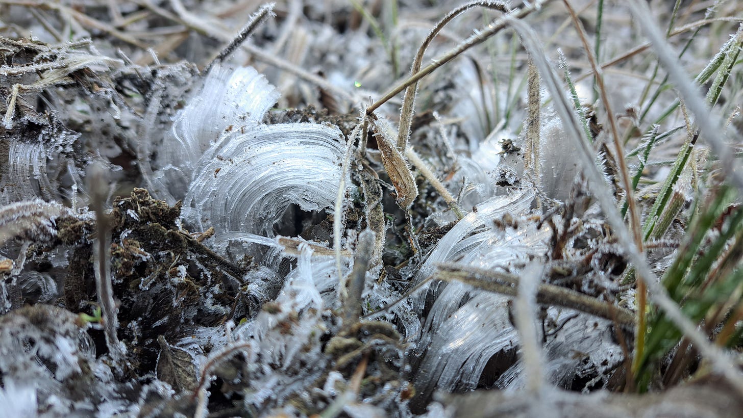 Needle ice, a natural phenomenon where thin strands of ice that look like hair grow out of the ground