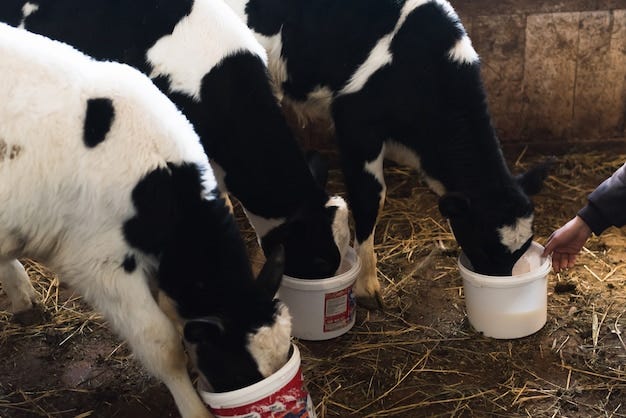 Premium Photo | A man feeds calves from buckets with milk. Little cows on  the farm drink milk.