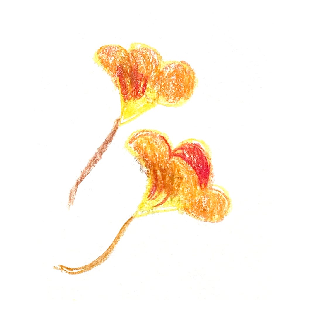 A pencil crayon drawing of nasturtium flowers