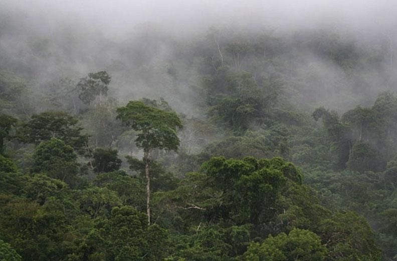 The Amazon Rainforest, Brazil | Amazon rainforest, Amazon forest ...