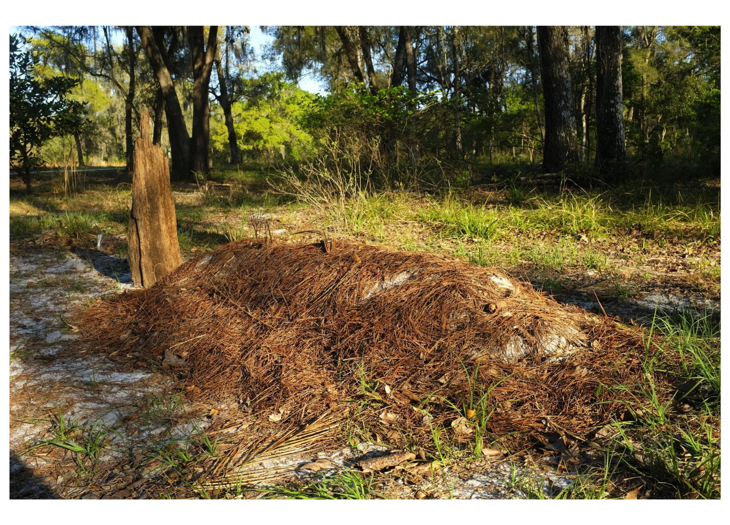 A sunlit forest with a mounded grave covered in pinestraw. 