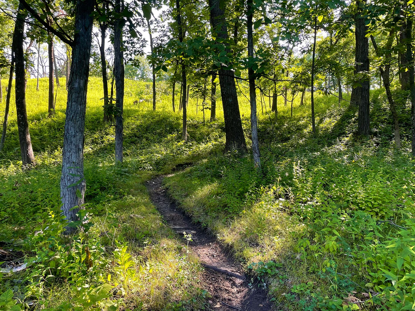 Blackhawk segment of the Ice Age Trail: a narrow dirt path curves through a grassy area dotted with trees.