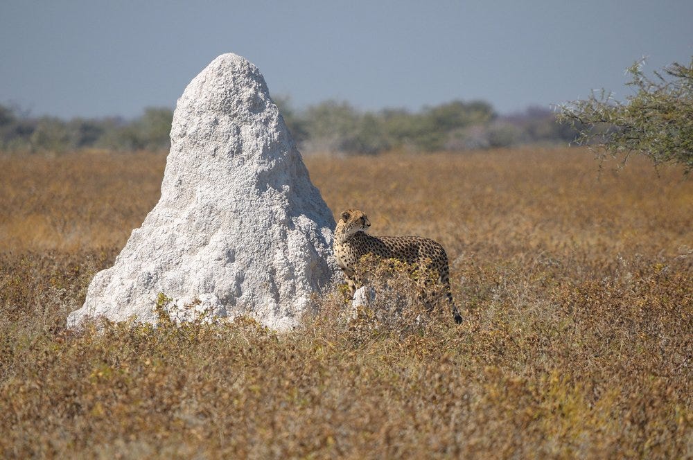 Termite mound and cheetah