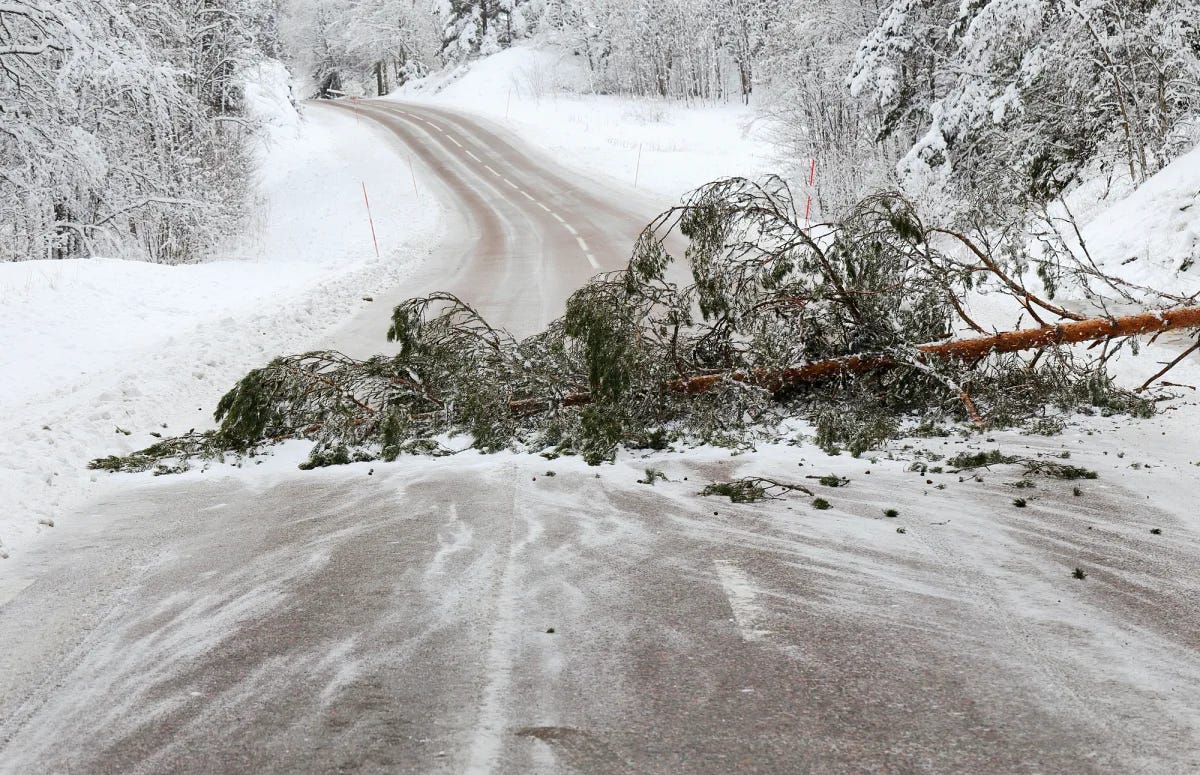 fallen tree - obstacles to goals