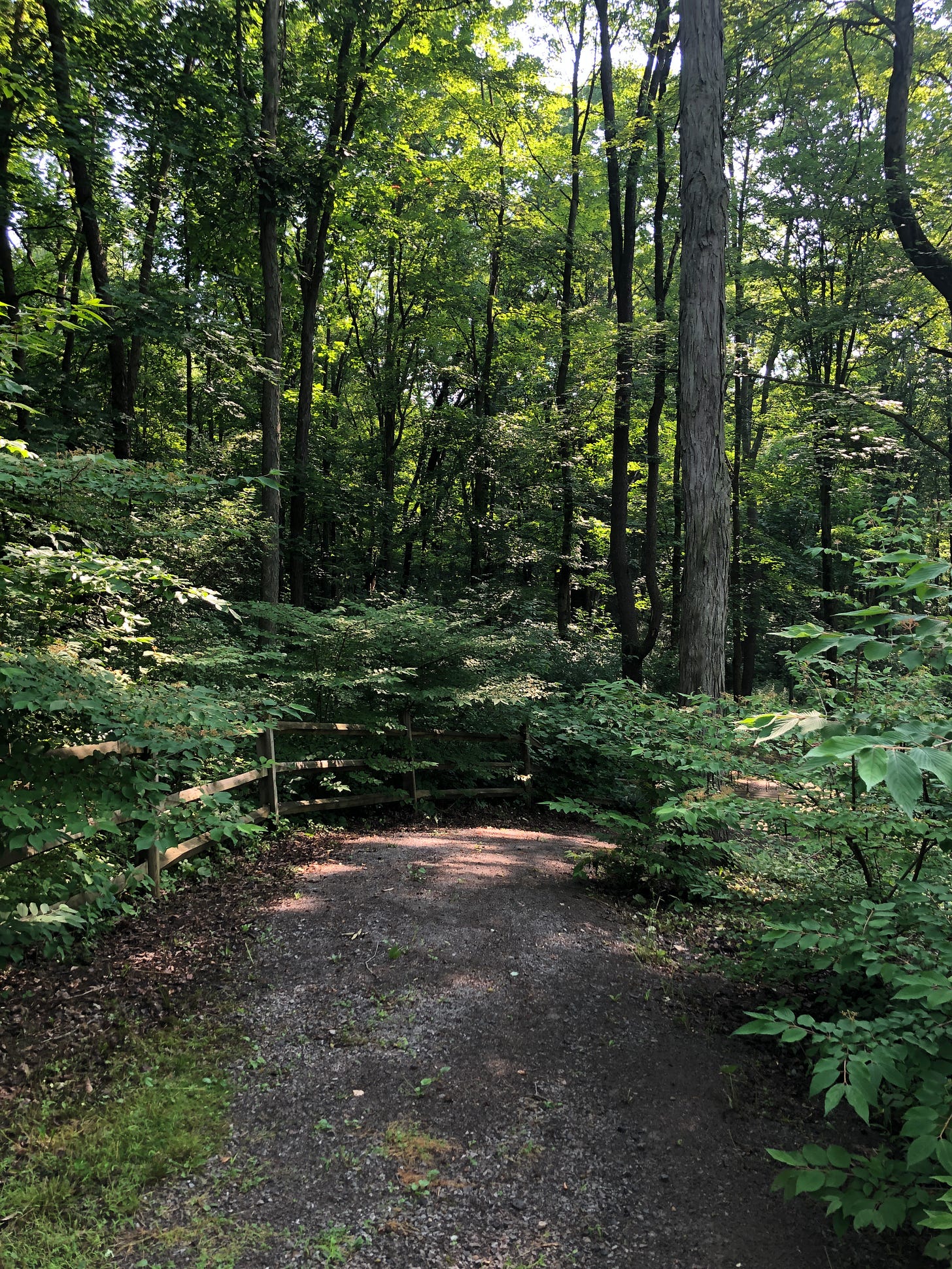 lush green forest with dirt/gravel walking path