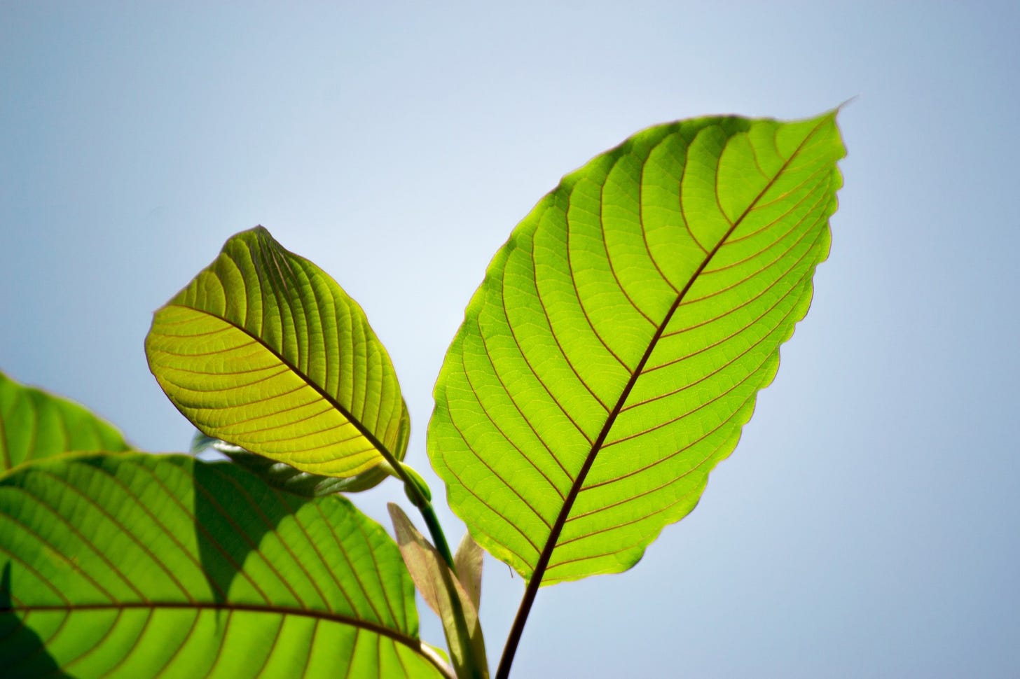 Mitragyna speciosa korth (kratom) Image Credit: sarin photo / Shutterstock