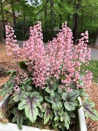 Heuchera (Alumroot, Coral Bells ...