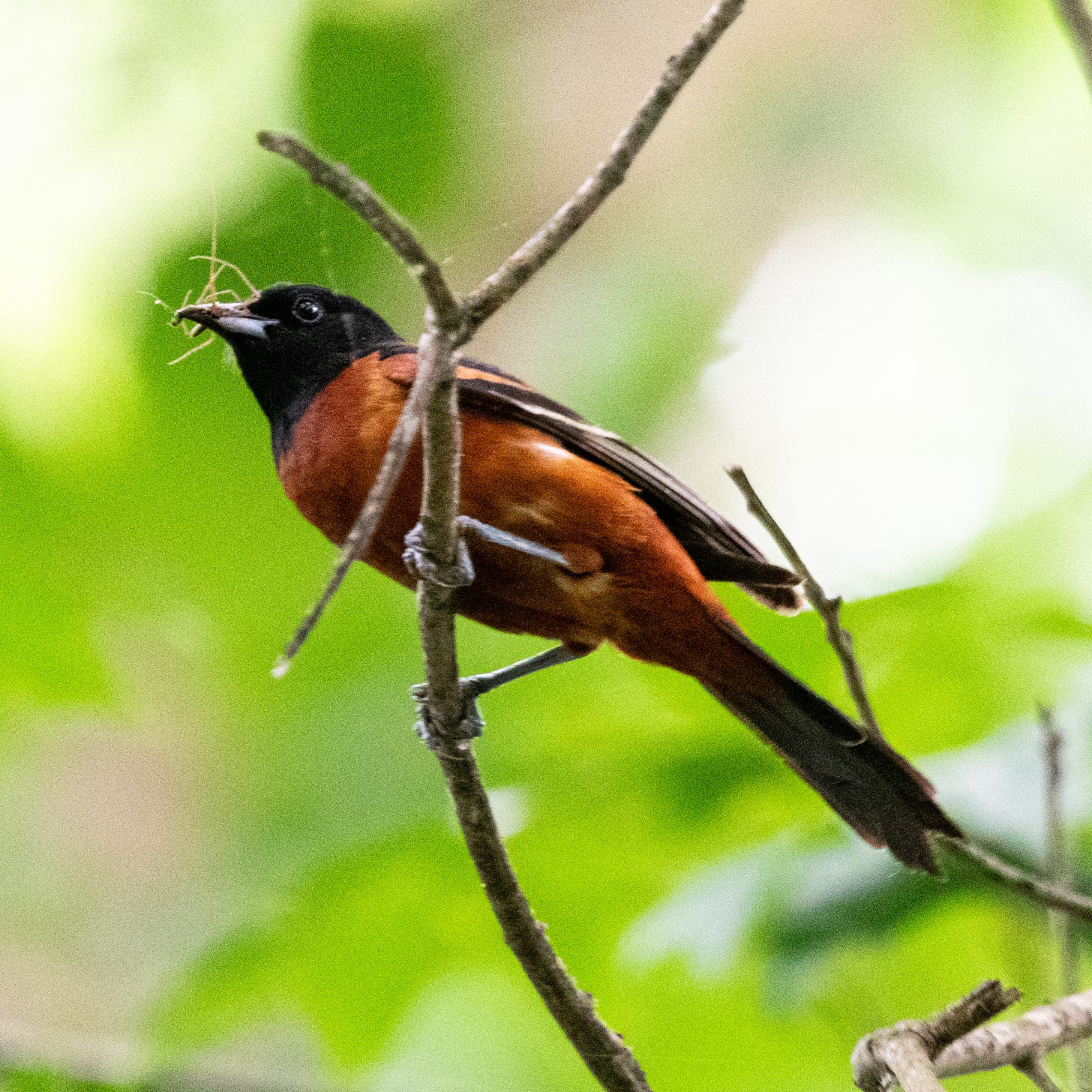 A male orchard oriole, with black head and crimson breast, is perched with a spider in its beak