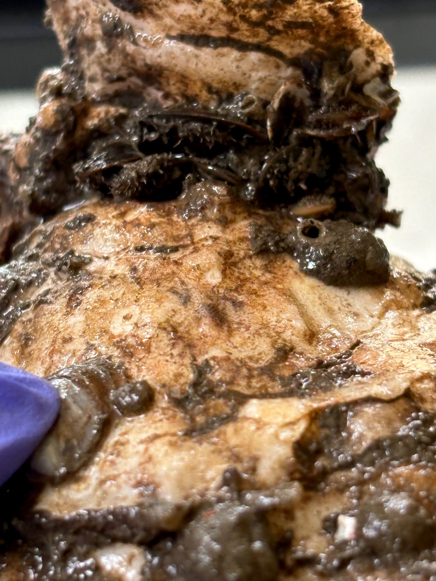 A close-up picture of an oyster shell that has just been lifted out of a tank. A purple-gloved hand is just visible. Young oysters called spats have attached to the adult shell.