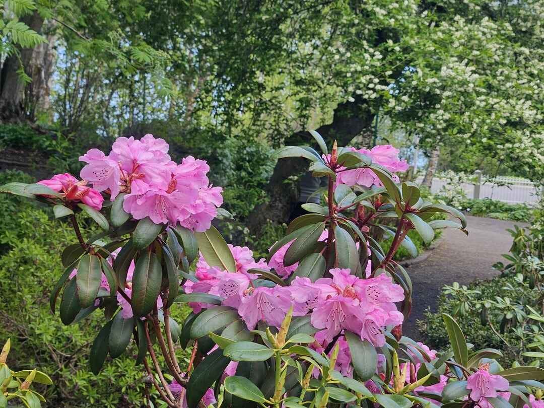 Beautiful pink flowers at the botanic gardens in Akureyri