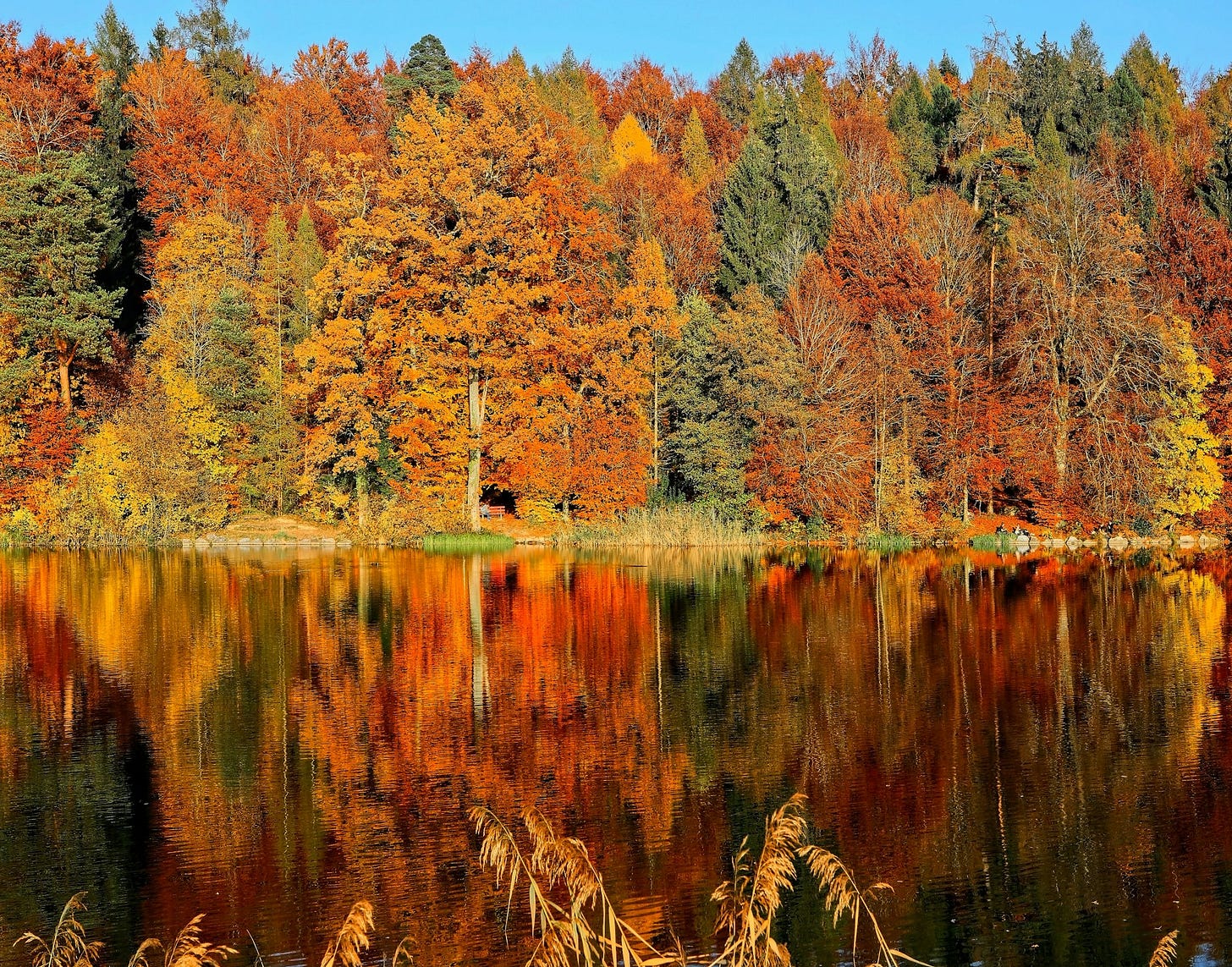 lake sorrounded by trees lake sorrounded by trees